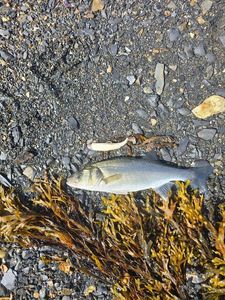 European Bass (Seabass)