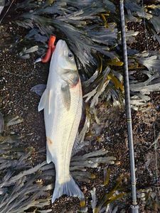 European Bass (Seabass)