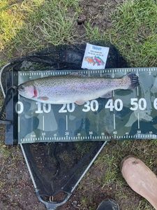 Rainbow Trout