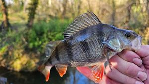 European Perch