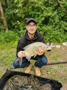Common Bream
