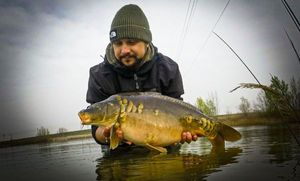 Mirror Carp