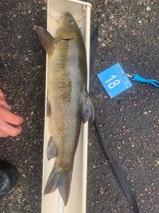 Barbel