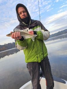 Zander