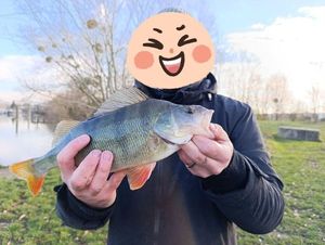 European Perch