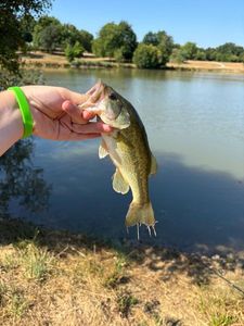 Largemouth Bass