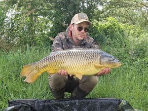 Common Carp