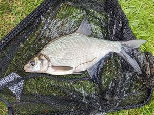 Common Bream