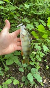 European Perch