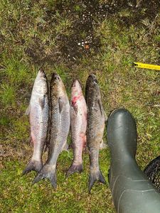 Thicklip Grey Mullet
