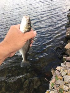 European Bass (Seabass)