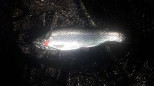 Brown Trout