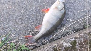 European Perch