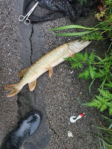 Northern Pike