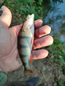 European Perch