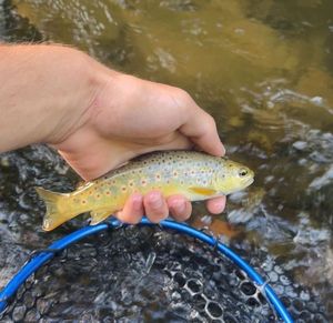 Brown Trout