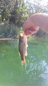 Largemouth Bass