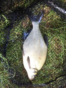 Common Bream