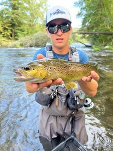 Brown Trout