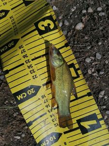 Tench