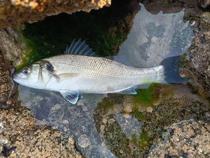 European Bass (Seabass)