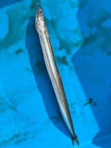 Northern Sand Lance