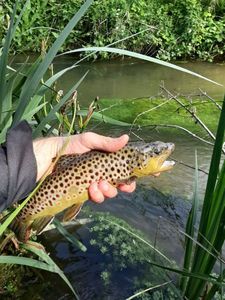 Brown Trout