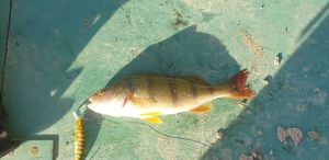 European Perch