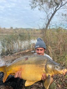Mirror Carp