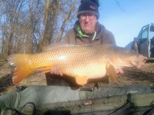Common Carp