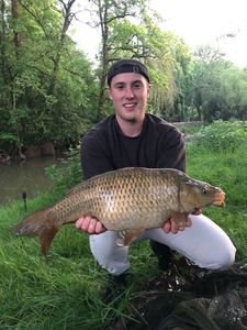 Common Carp