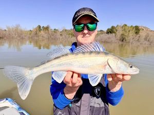 Zander