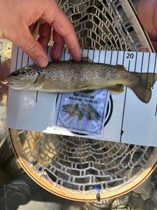 Brown Trout