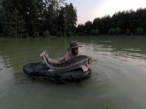 Sturgeon