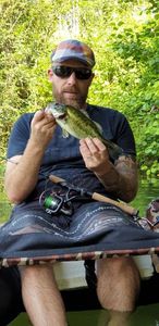Largemouth Bass