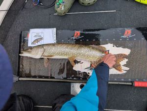 Northern Pike