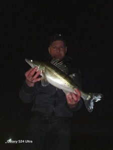 Zander