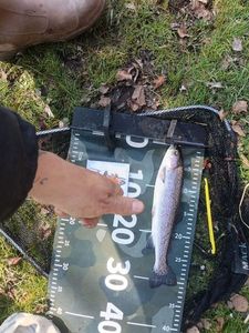 Rainbow Trout