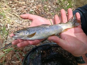 Brown Trout