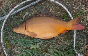 Mirror Carp