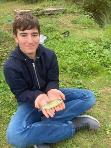 Tench