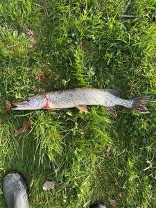 Northern Pike