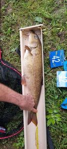 Barbel