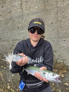 Mackerel