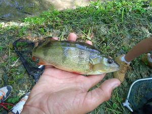 European Perch
