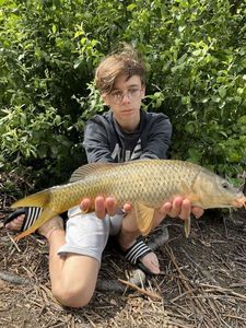 Common Carp