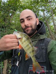 European Perch