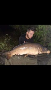 Mirror Carp