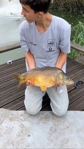 Mirror Carp