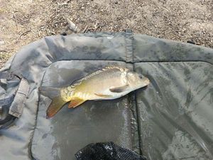Leather Carp
